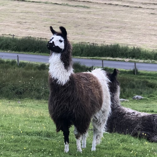 The curious Llama looking for his next adventure