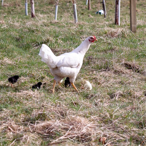 1 hen with chicks