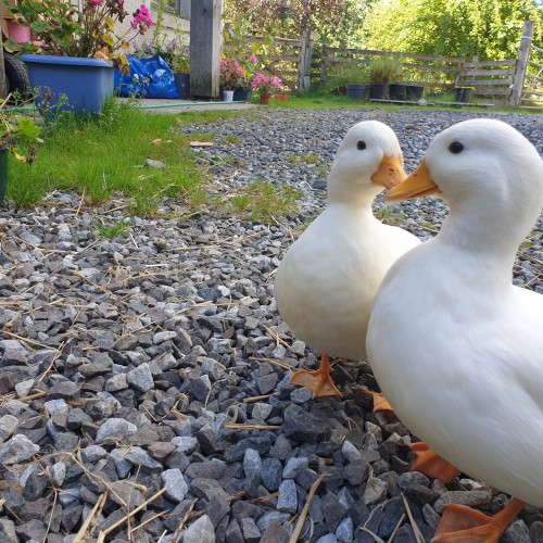 The friendliest ducks two white call ducks you will ever meet, if you say hi to them, they will usually follow you around quacking happily as they go