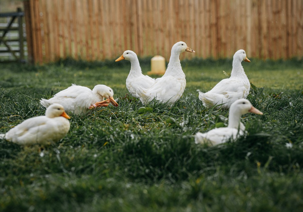 Animals at Glenshee Glamping