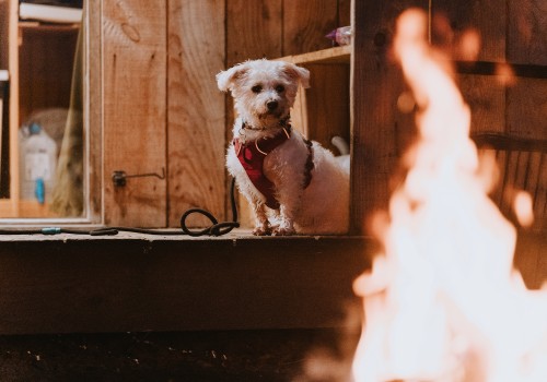 A white dog sitting outside the Mulberry Cabin by the warm glow of the open fire which is lit in the foreground.