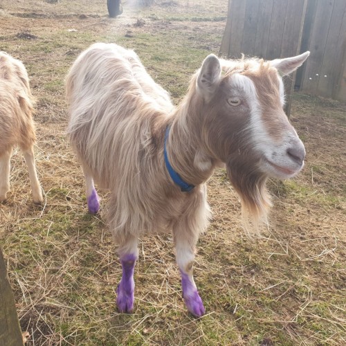 Waffle has had purple foot spray and now looks ready for the disco! We think Waffle is leading the way with farm fashion.....

 #goatlife #goatsofinstagram #goat #farmanimals #farmanimalsofinstagram #farmlife #goats #goatsofinstagram #trends #trendy #trending