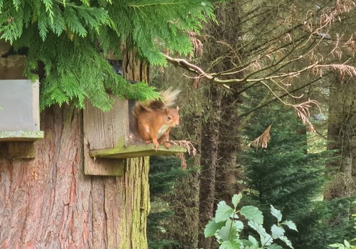 Red Squirrel at Glenshee