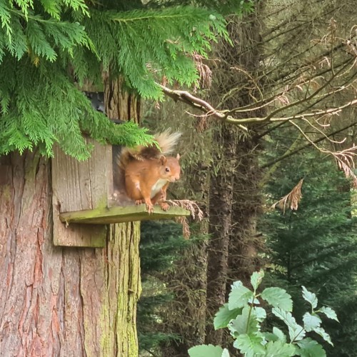 A famous appearance from one of our beautiful red squirrels that can be spotted around our site. They love to hang out in our pine trees, eating seeded snacks and exploring nature.