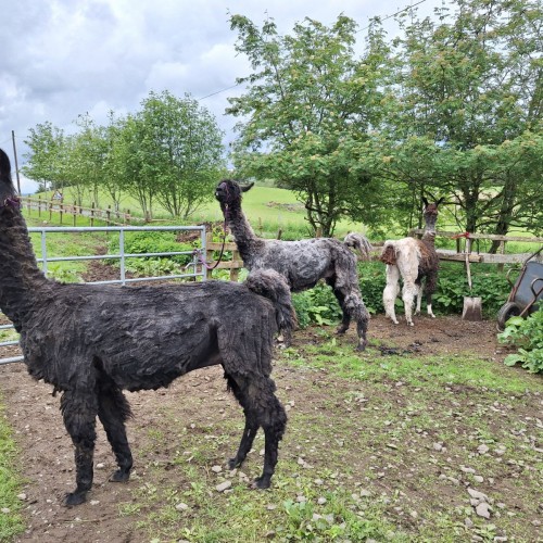 Summer vibes are in full swing at Glenshee Glamping! Our llamas are getting their summer makeover with a fresh shearing to stay cool and comfy in the heat. Come visit us and meet our newly trimmed, super chill llamas – they're loving their new look and are ready for cuddles and photos!